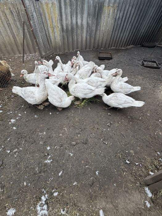 Продам мускусних качок