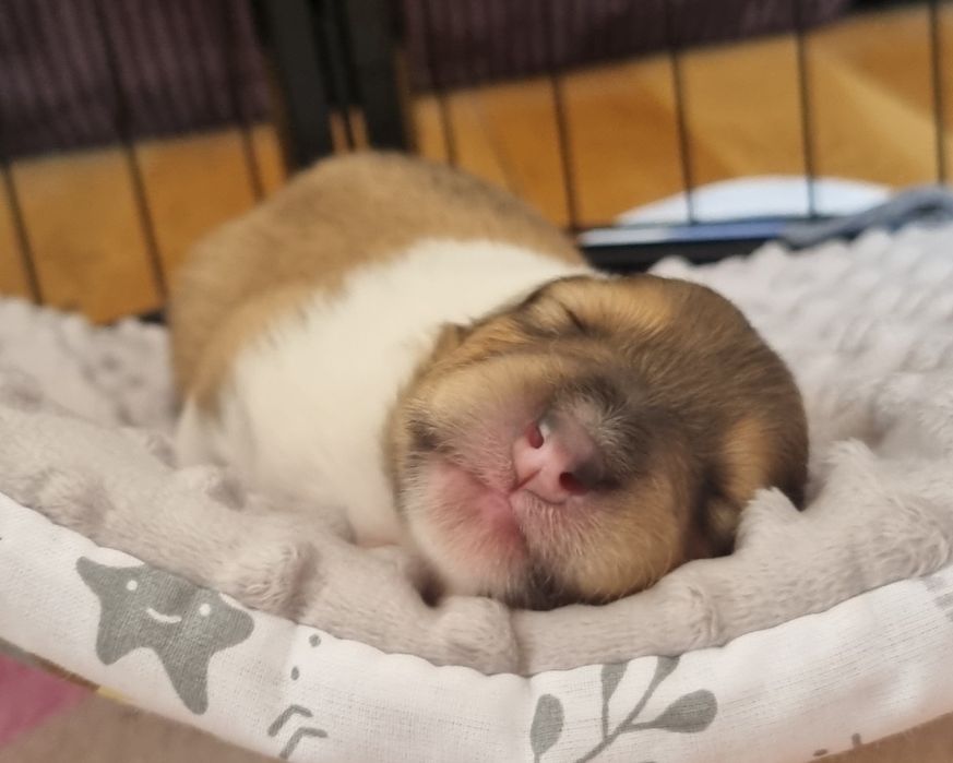 Owczarek Szkocki długowłosy szczeniak piesek