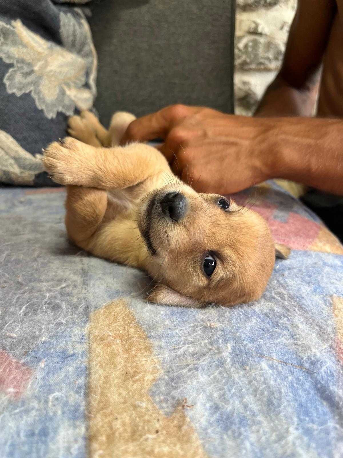 Cão bebé, 1 mês de vida - cãezinhos / cachorros