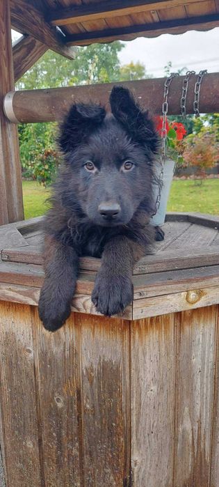 Szczeniak owczarka niemieckiego czarny!!
