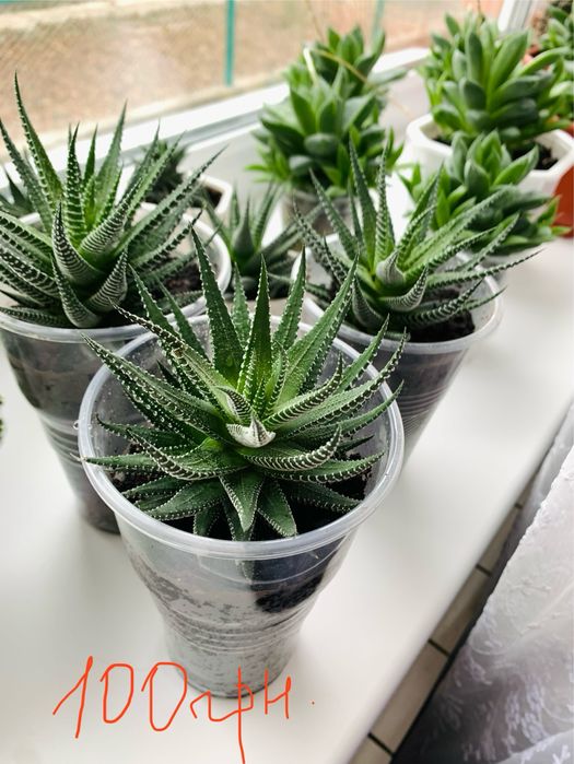 Сукуленти,Хавортія