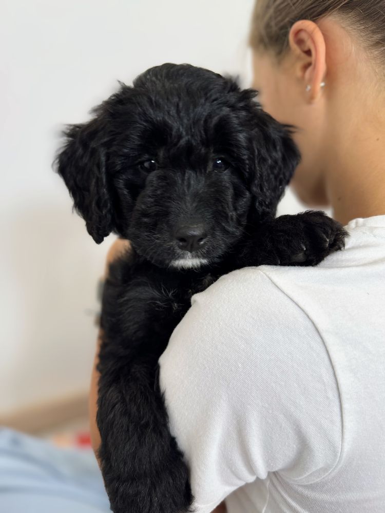 Black Bernedoodle hybryda Bernenski Pies Pasterski