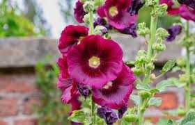 Malwa ogrodowa losowe kolory sadzonek w doniczkach P9