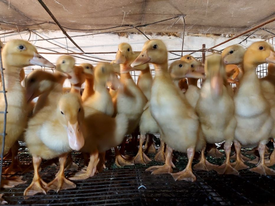 Продам курчата,каченята та гусенята