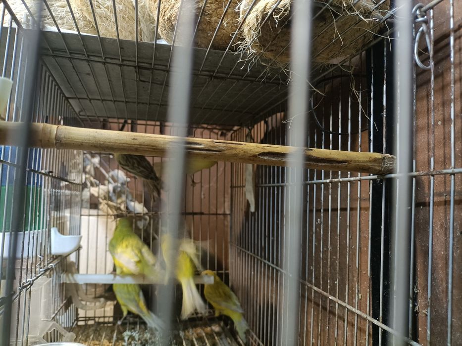 Canários várias raças