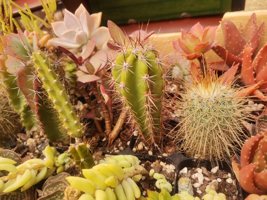 Cactos E suculentas