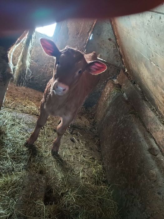 Sprzedam byczka limuze