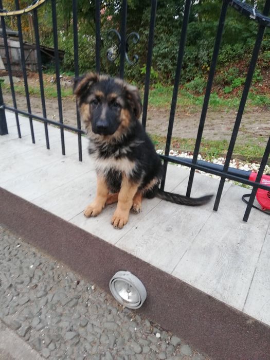 Sprzedam szczeniaka owczarka niemieckiego długowłosego