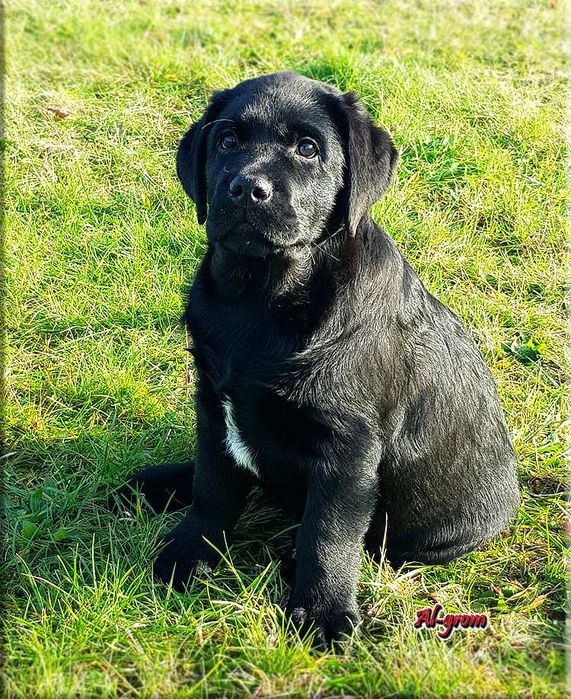 Labrador Retriever  czarny piesek ZKwP/FCI