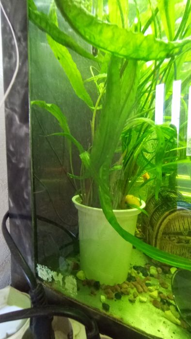 Криптокорина акваріумна