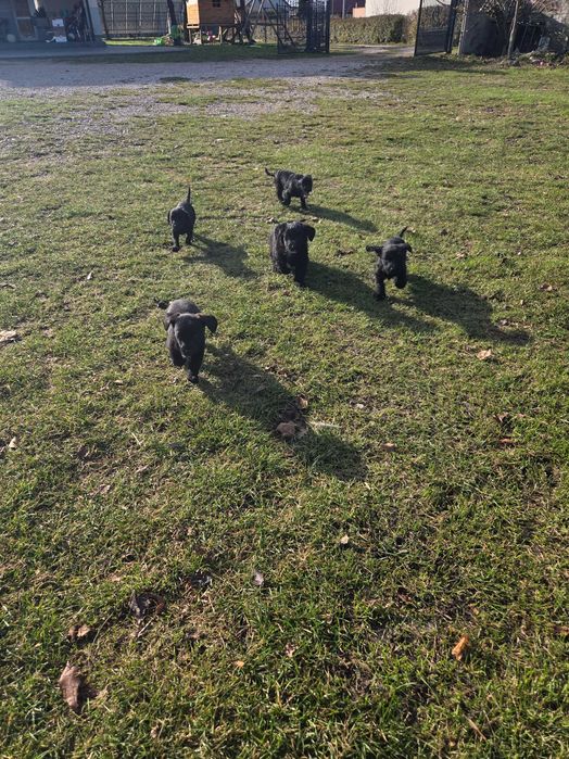 Oddam szczeniaki jamink