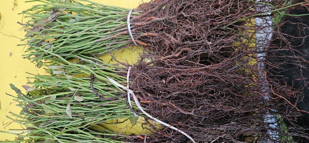 Podkładka róży pikówka multiflora