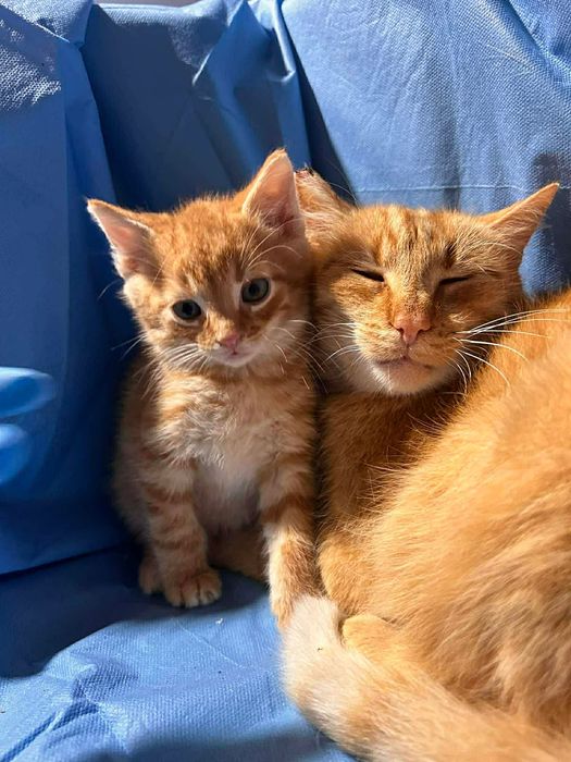 Ignis błaga Cię o dom.