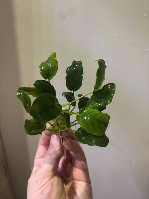 Anubiasy spore ilosci