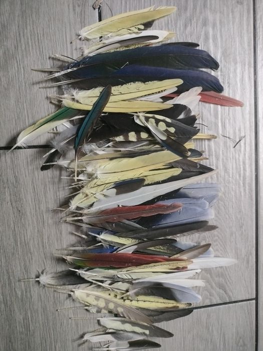 Sprzedam pióra od papug egzotycznych