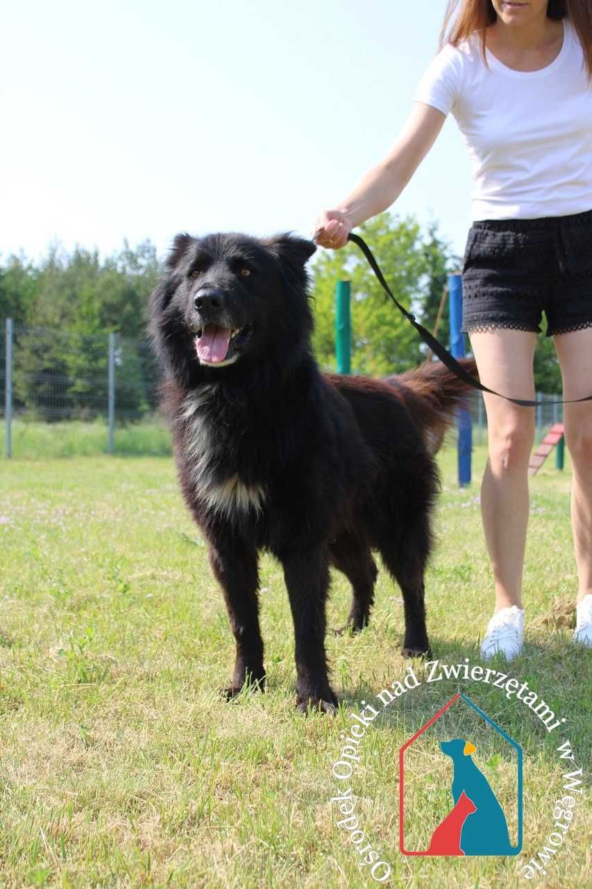 Molto-przyjazny, ładny psiak szuka domu!