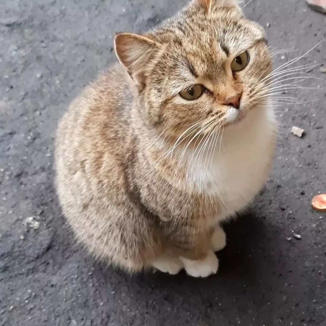 Отдам кошку лесного окраса, метис британки, стерилизована, 2 года