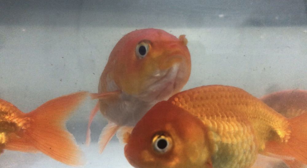 Ranchus Vermelhos 7/8cm