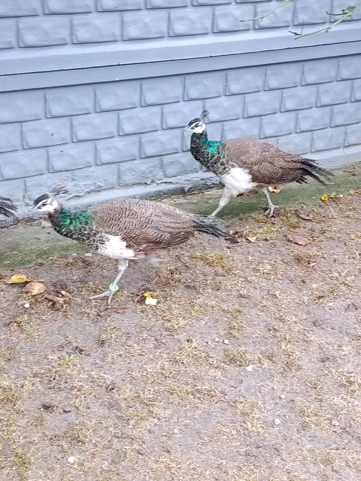 Pawie Indyjskie 2025r.