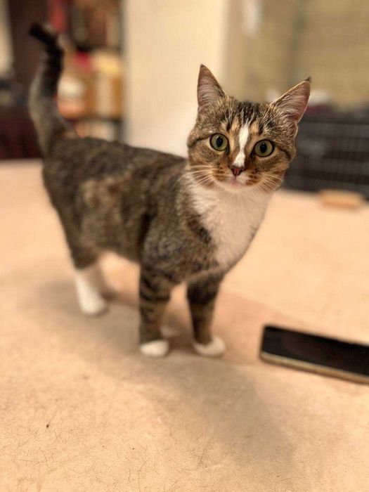 ніжна ,молоденька кицюня ,ще кошеня ,лагідна і акуратна