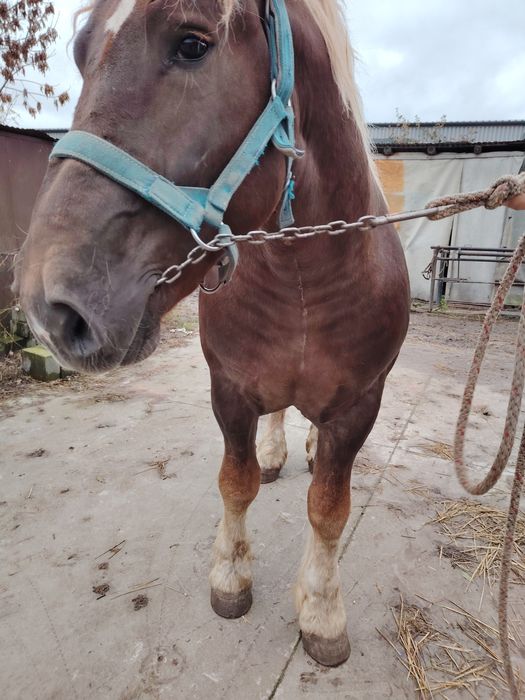 Sprzedam ogiera Eltan