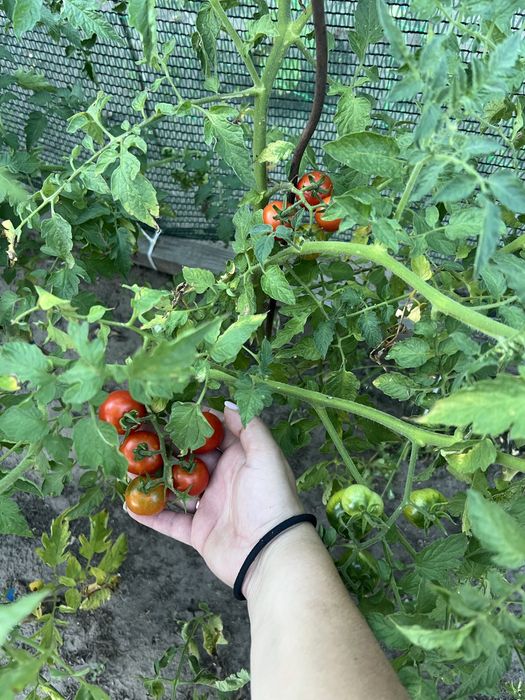 Продам дачу ст.Лесная Поляна