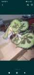 Masanina begonia kwiat doniczkowy