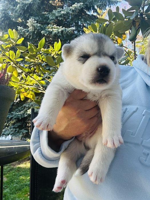 Szczenięta siberian husky najwyższej klasy ZKwP FCI