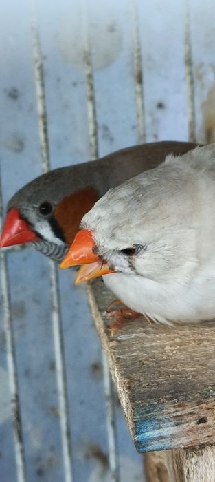 Casal de mandarins para Cedência
