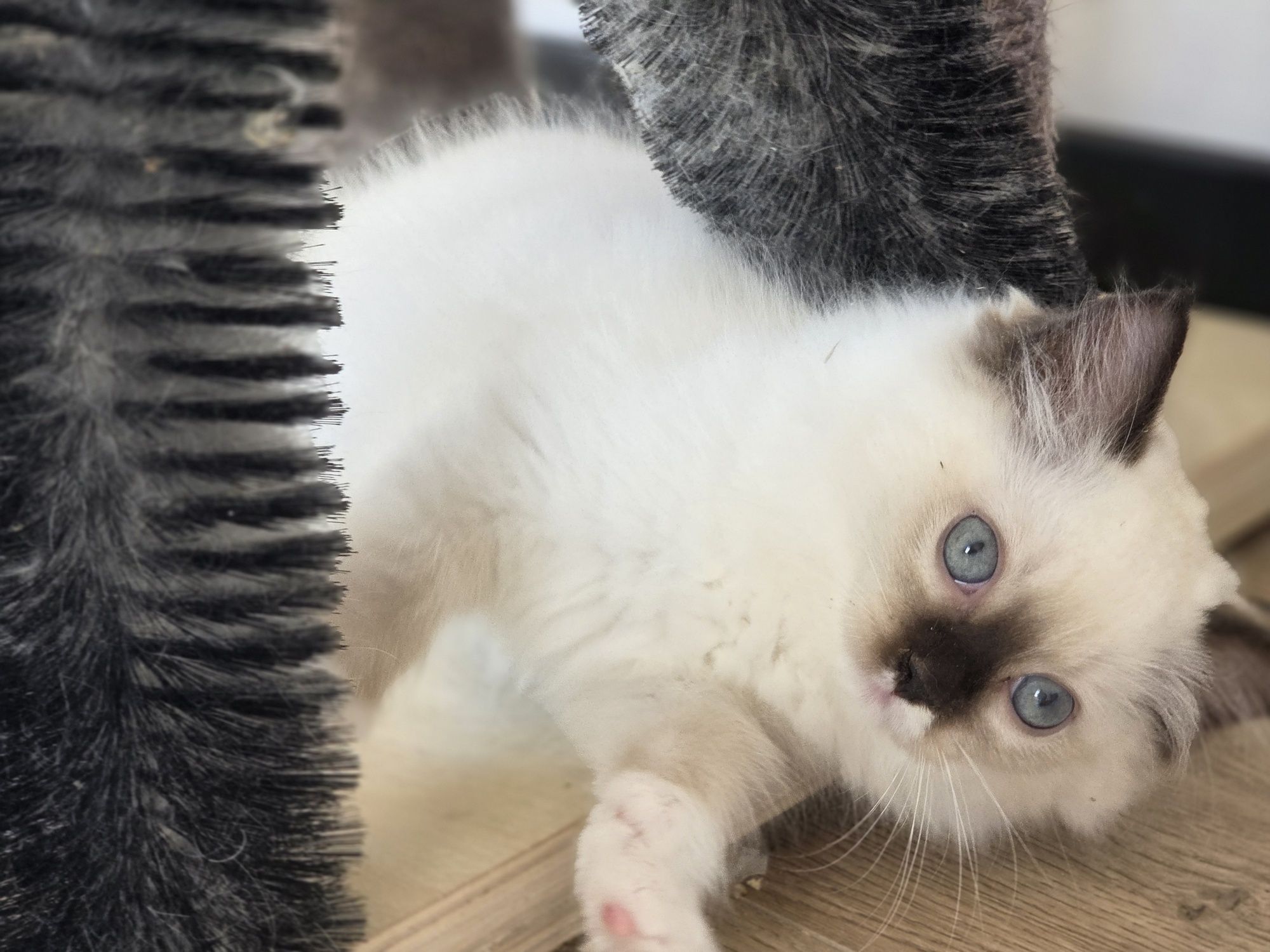 Kotek RAGDOLL kotka