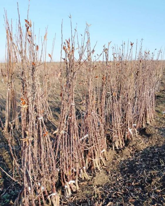 Продам саженцы плодовых деревьев