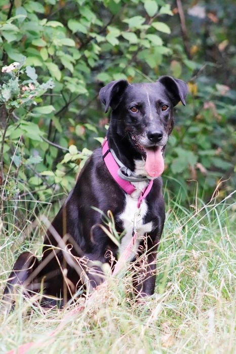 Czekoladowa Bora do adopcji
