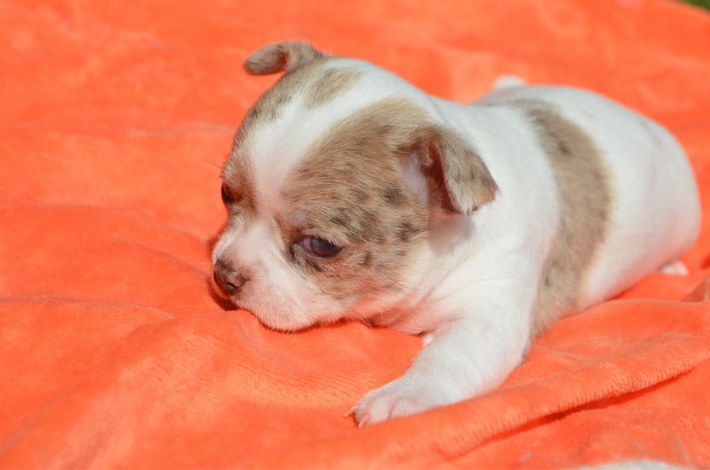 Chihuahua pelo curto merle macho