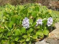 Planta aquatica flutuante lagos lagoas charcas filtros - com flor