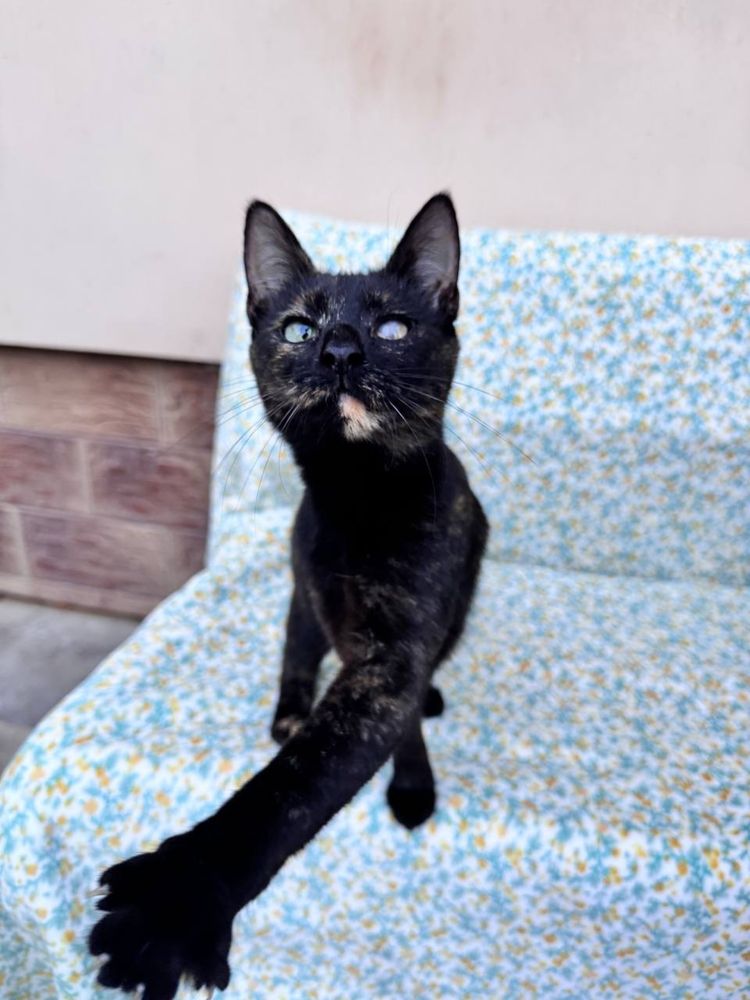 Чудесные котики ищут дом СРОЧНО