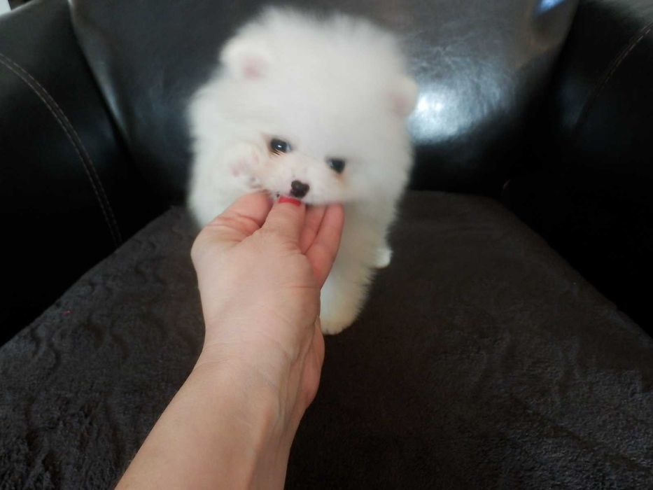 Szpic miniaturowy pomeranian mini SUNIA  biały misio