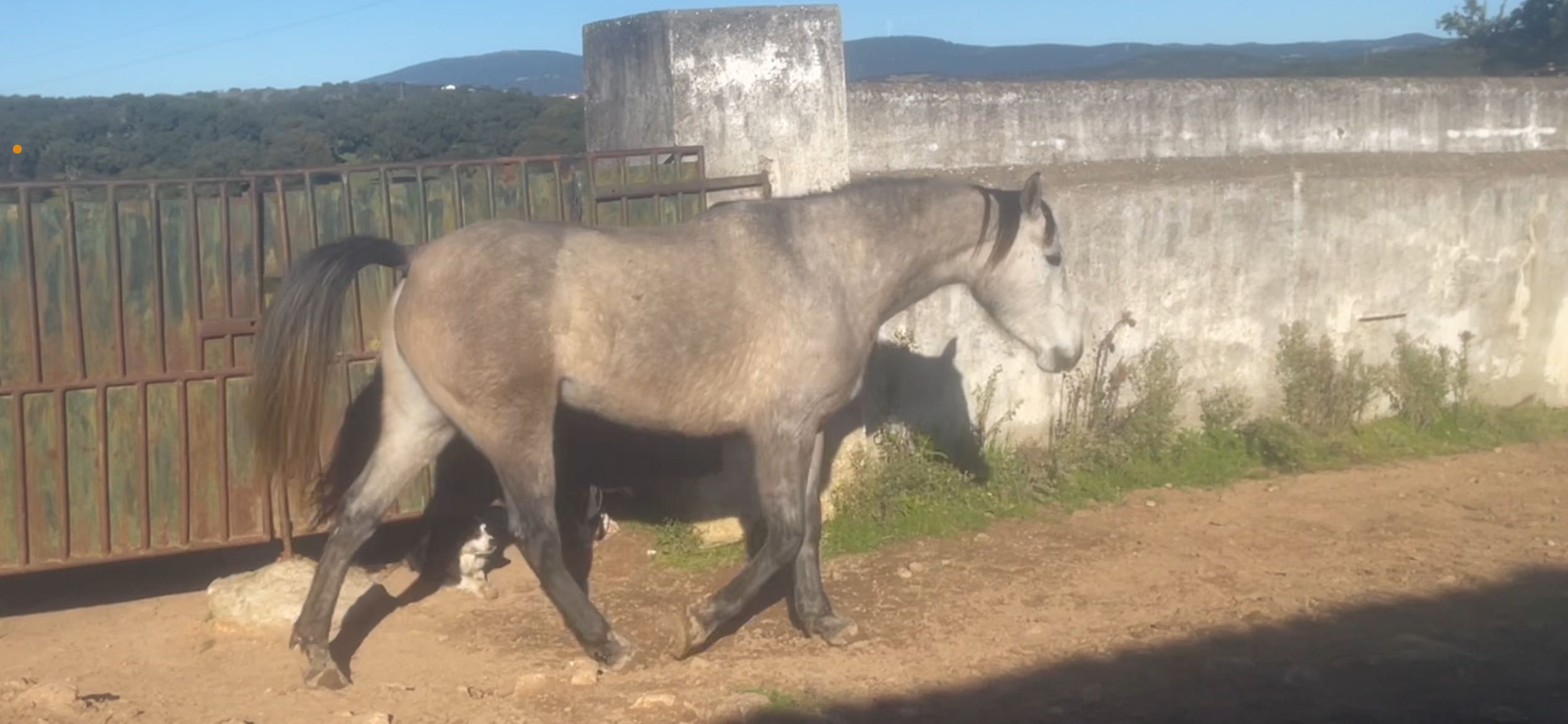 Poldra Hispano-Arabe