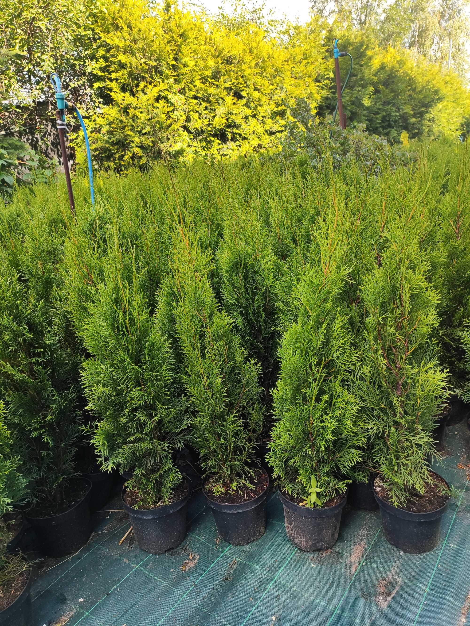 Tuja szmaragd 80cm donica bezobsługowy żywopłot nie laurowiśnia