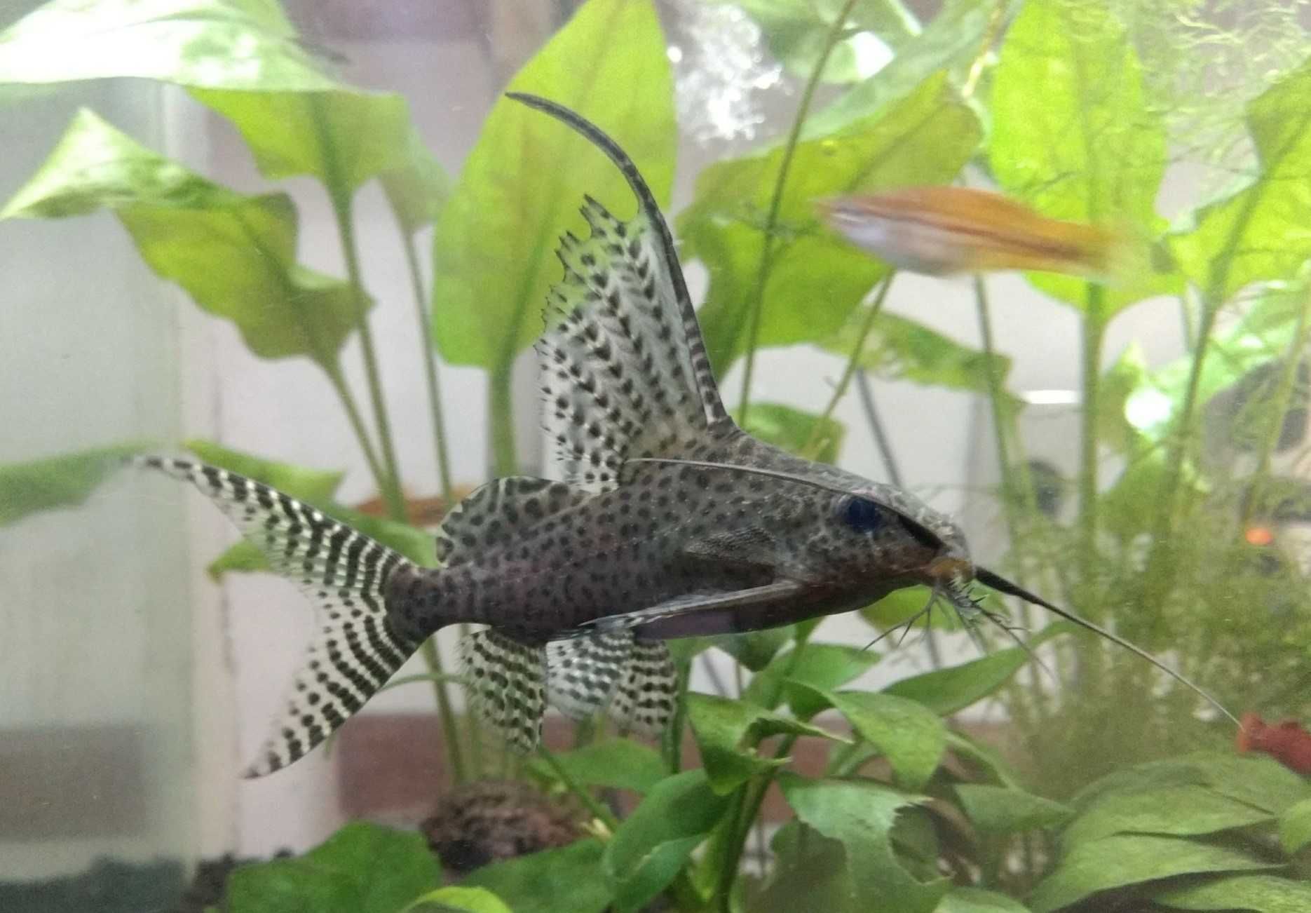 Giętkoząb wielkopłetwy - Synodontis euptera - Sumik - Sum - wysyłka