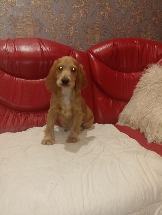 Цуценята англійських кокер спаніелів