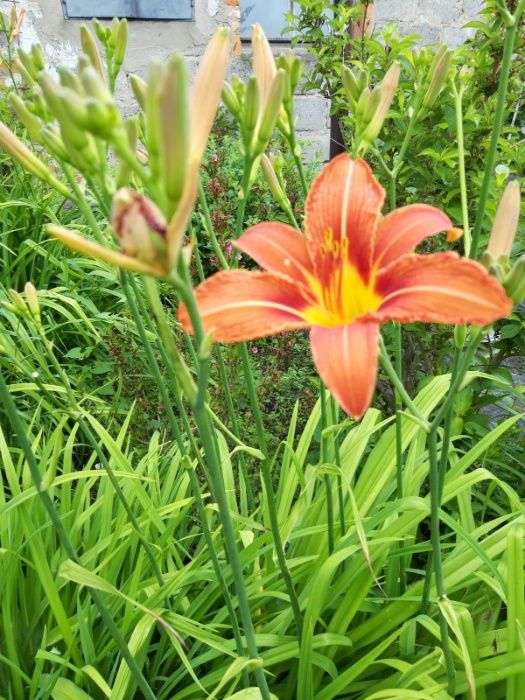 Liliowce wysokie