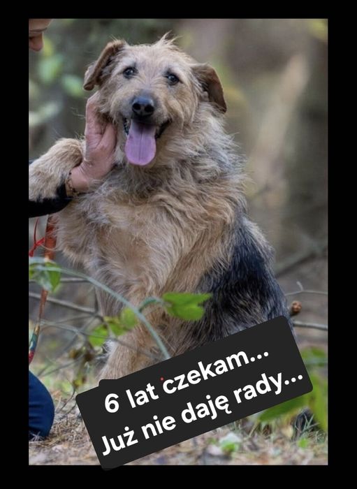 Czy naprawdę musi umrzeć za kratami.? Taki kochany psiak