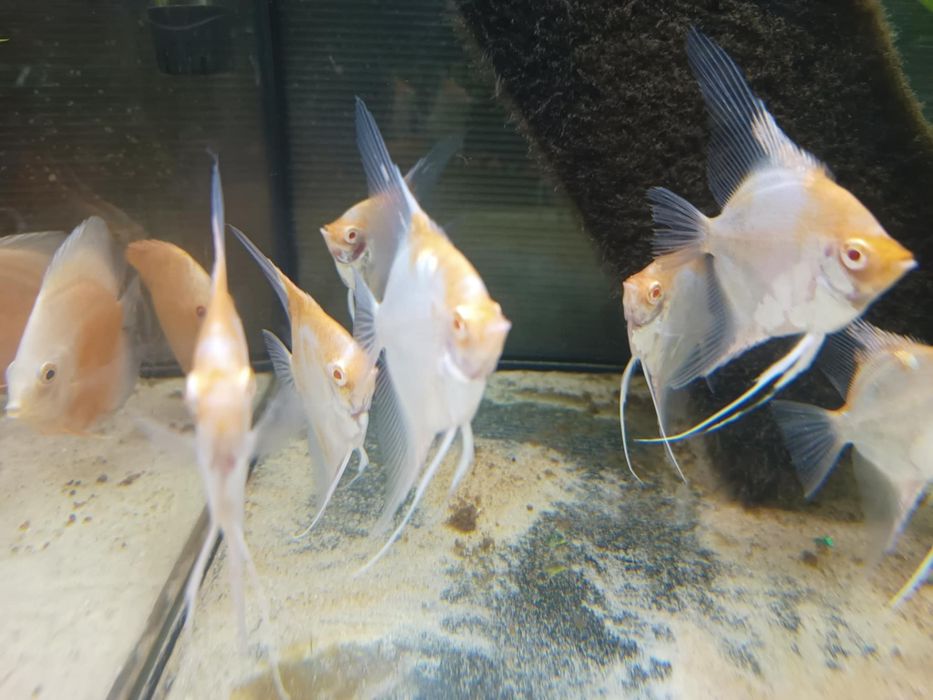 Skalar red devil albino od Neon Zoo