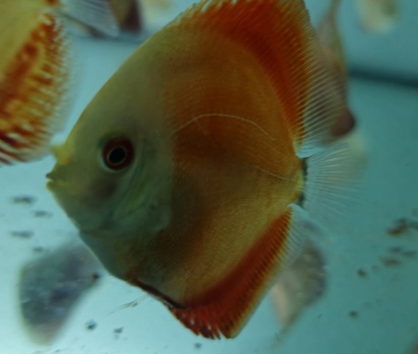 Ração Premium para Discus – Crescimento Rápido & Cores Intensas