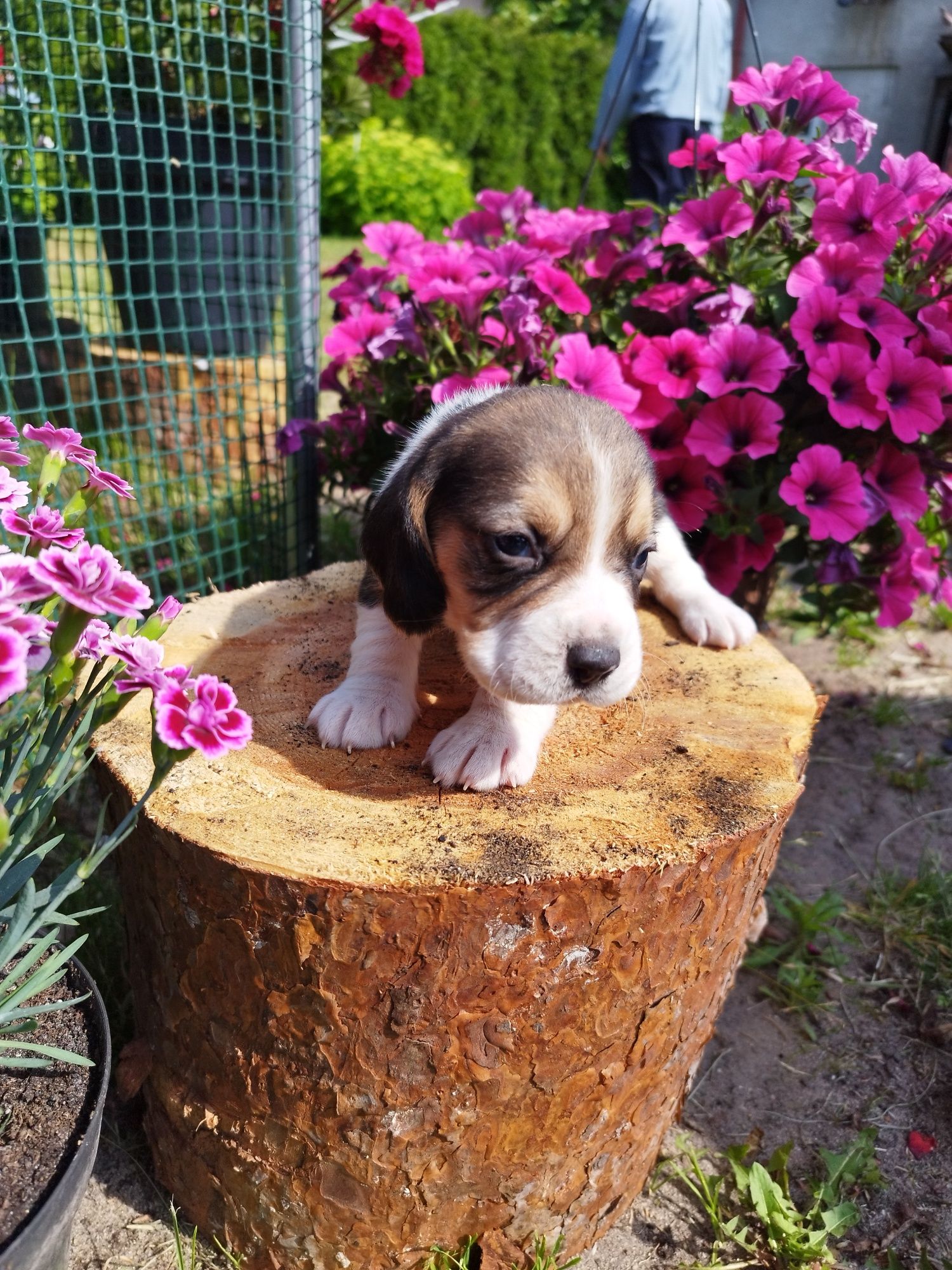 GOTOWY DO ODBIORU Piesek rasy Beagle po rodzicach z ustalonym profilem