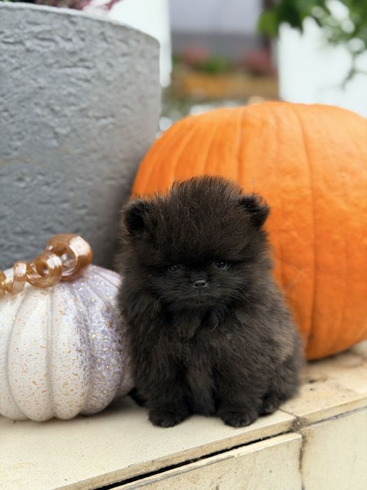 Szpic miniaturowy pomeranian