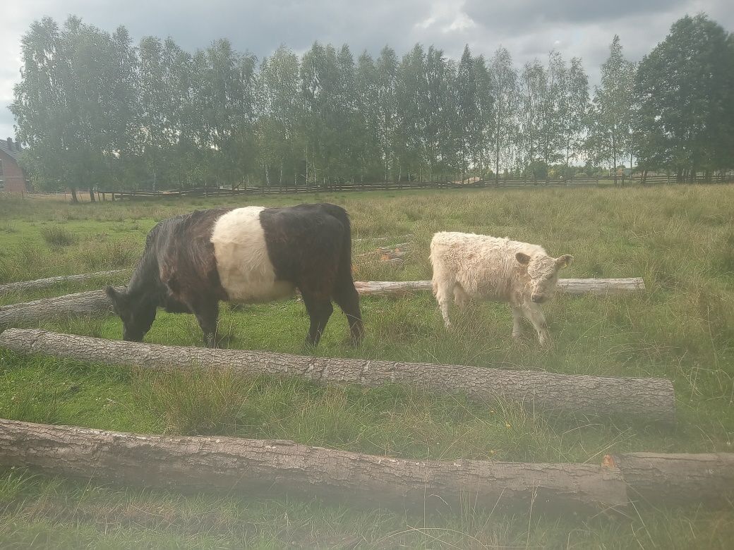 Galloway krowa z jaloweczką
