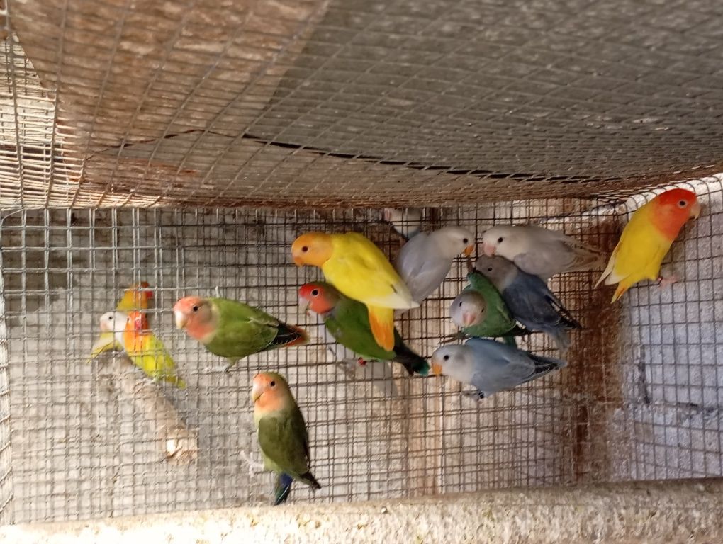 Várias aves disponíveis