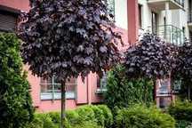 acer klon platanoides pospolity purple globe czerwony klon zwyczajny