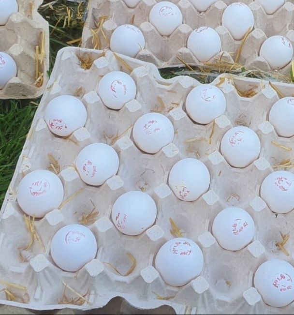Инкубационное яйцо импорт несушка Д229 леггорн. Опт и розница